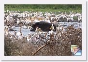 01LakeManyara * (87 Slides)